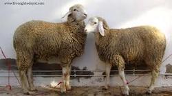 حاجی‌ها نگران تامین گوسفند قربانی نباشند  +قیمت‌ها
