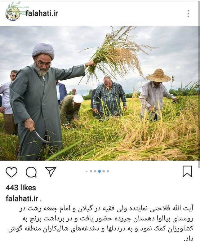 عکس/ برداشت برنج توسط امام جمعه رشت