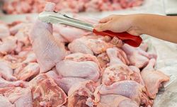 توزیع مرغ با قیمت ۱۱ هزار تومان در بازار