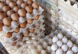 عرضه تخم مرغ در میادین و بازارهای میوه و تره بار +قیمت