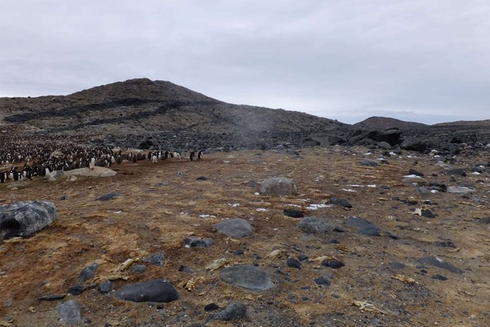 کشف گور دسته‌جمعی پنگوئن‌های مومیایی‌شده +تصاویر