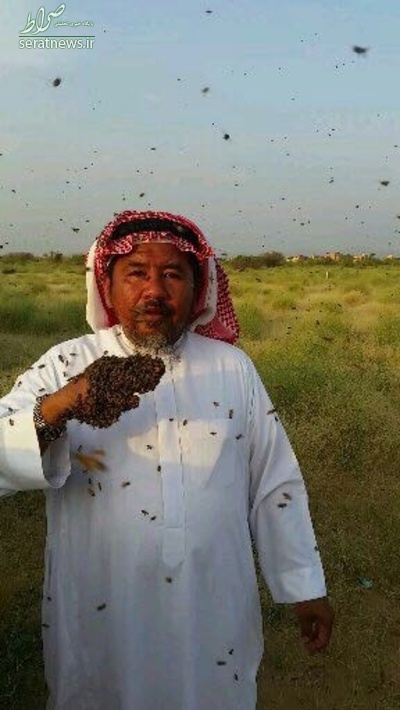 تصاویر/ دفن شدن مرد عربستانی زیر زنبور‌های عسل