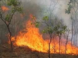 آتش سوزی مرگبار در مراتع مریوان