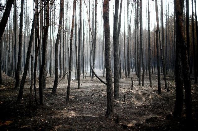 آتش سوزی جنگل‌های برلین
