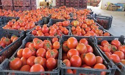 جزئیات توقیف 49 کامیون حامل گوجه قاچاق در مرز