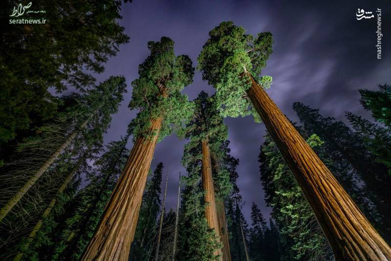 عکس/ درختان غول پیکر در آمریکا