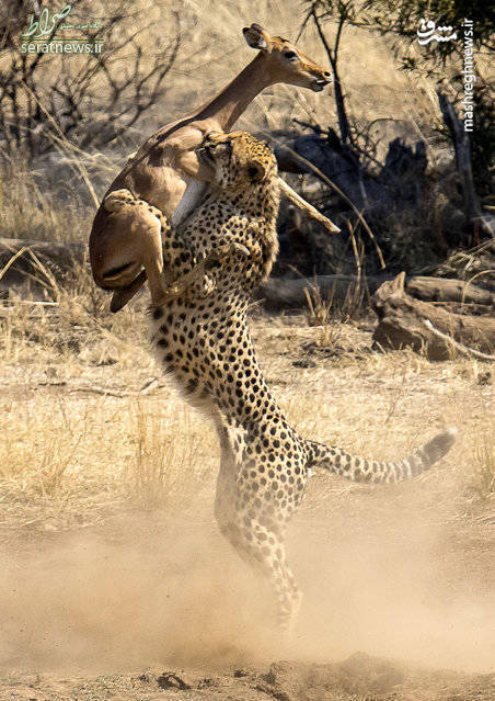 عکس/ لحظه نایاب شکار یوزپلنگ
