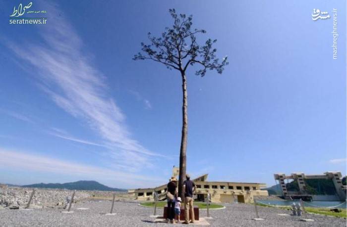 تصاویر/ تنها درخت باقی مانده از سونامی ژاپن!