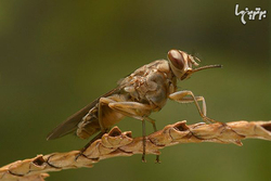 خطرناکترین حشرات دنیا +تصاویر