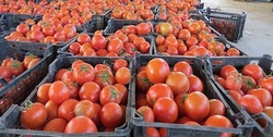 صادرات گوجه فرنگی چقدر در گرانی آن تاثیر دارد؟