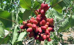 صادرات پسته به هفت‌ کشور دنیا