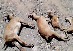 طاعون حیوانی تاکنون در تهران مشاهده نشده است