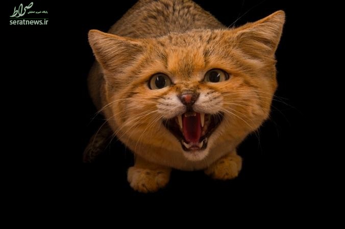 عکس/ گربه خشمگین در عکس روز نشنال جئوگرافیک