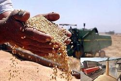 نرخ خرید تضمینی گندم افزایش می‌یابد