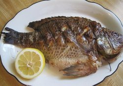 چرا مصرف ماهی «تیلاپیا» خطرناک است؟