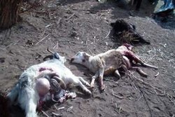 حمله پلنگ به ۵۸ راس گوسفند در بشاگرد