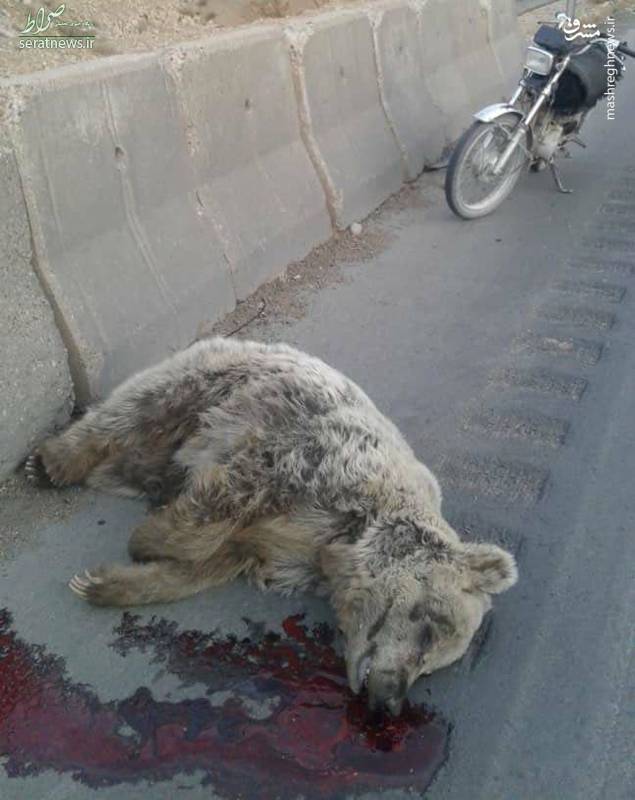 عکس/ تصادف مرگبار با خرس قهوه‌ای در جاده مرودشت