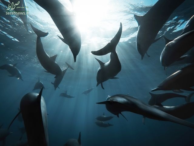 عکس/ لشکر دلفین‌ها در عکس روز نشنال جئوگرافیک