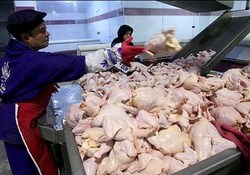 آزاد شدن صادرات، مرغ را گران‌ نمی‌کند؟