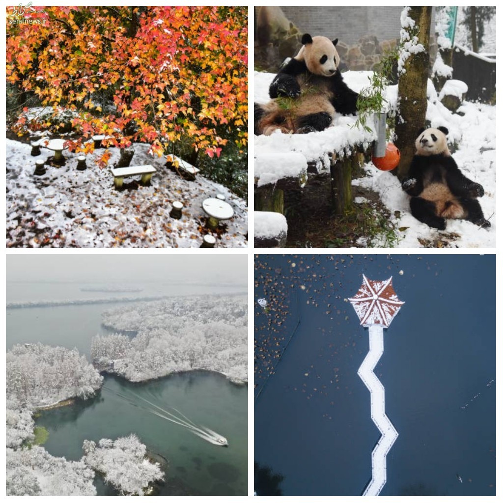 تصاویر/ بارش برف پاییزی در چین و شیطنت پانداها