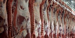 توزیع ۲۴ تن گوشت گرم وارداتی با کد ملی