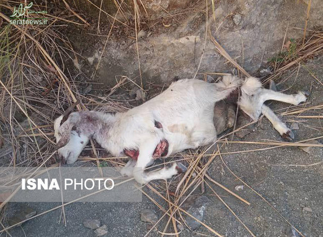 ‌گوسفندان در چنگال پلنگ گرسنه ‌گرفتار شدند +عکس