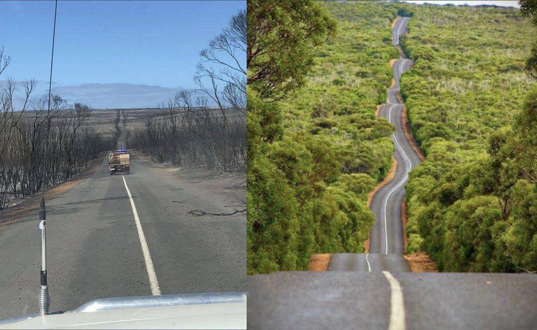 عکس/ جنگلهای استرالیا قبل و بعد آتش سوزی