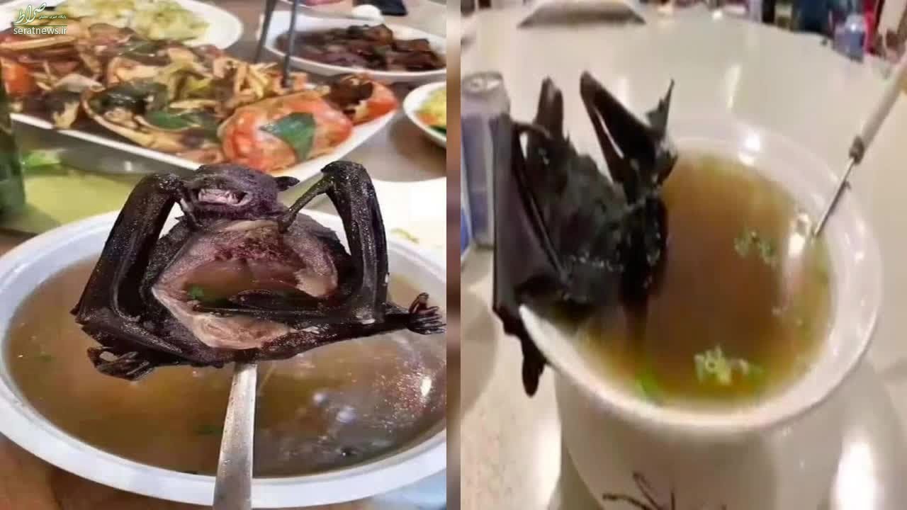 آشی که سوپ خفاش برای چینی ها پخت
