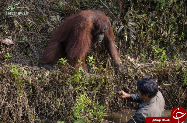 کمک یک اورانگوتان به محیط بان! +تصاویر