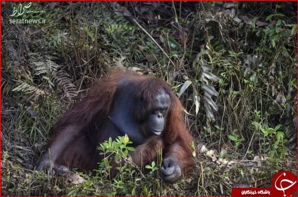 کمک یک اورانگوتان به محیط بان! +تصاویر