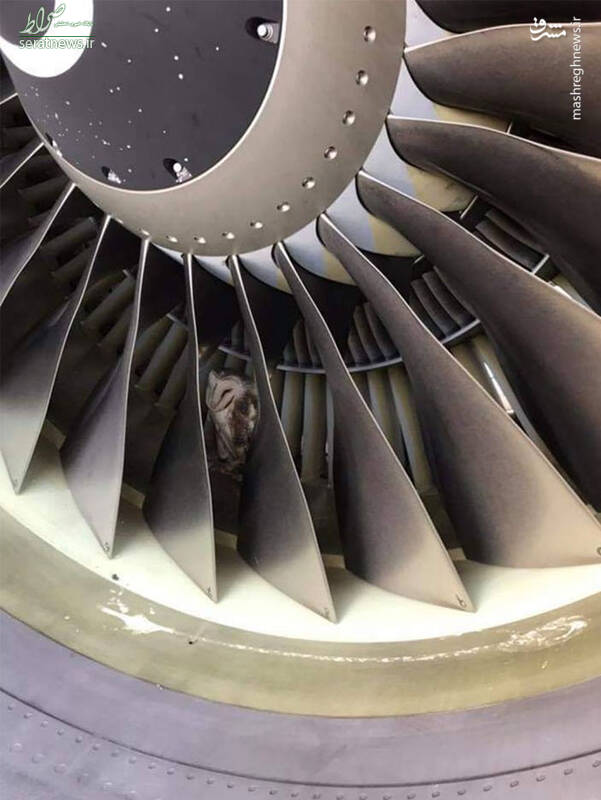 عکس/ پنهان‌شدن جغد بازیگوش در موتور هواپیما!
