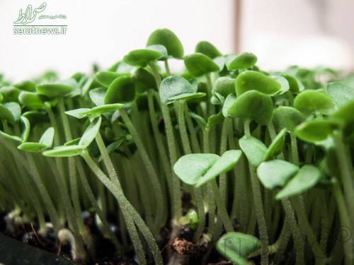 روش کاشت و پرورش ریحان در گلدان و باغچه + تصاویر