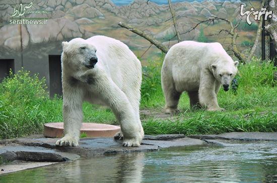 بزرگترین باغ وحش‌های جهان را می‌شناسید؟ + تصاویر