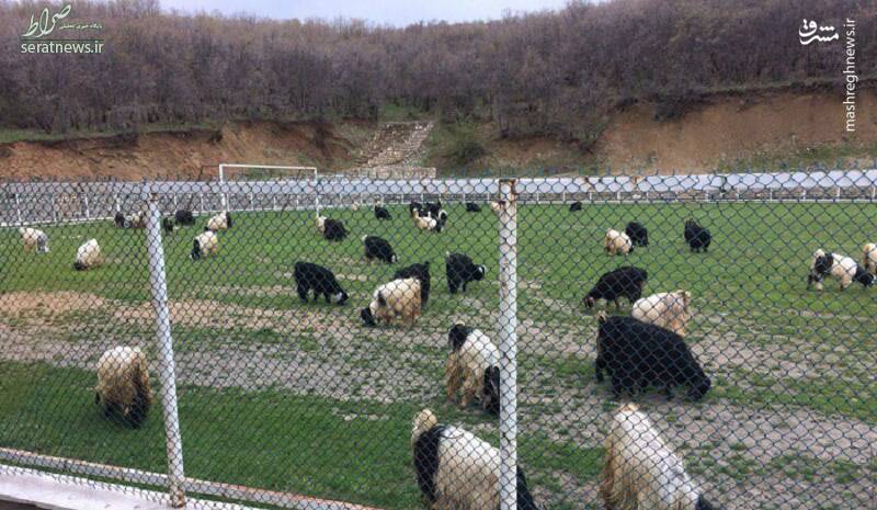 عکس/ چریدن گوسفندان در زمین فوتبال!