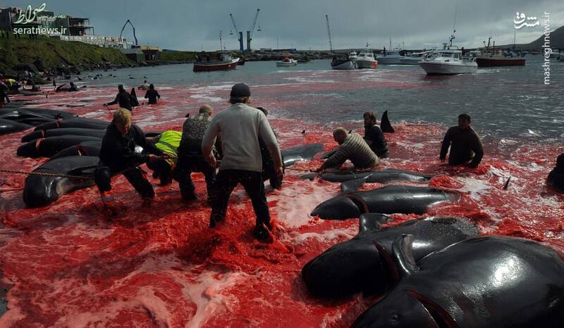 عکس/ کشتار خونین نهنگ ها در ساحل