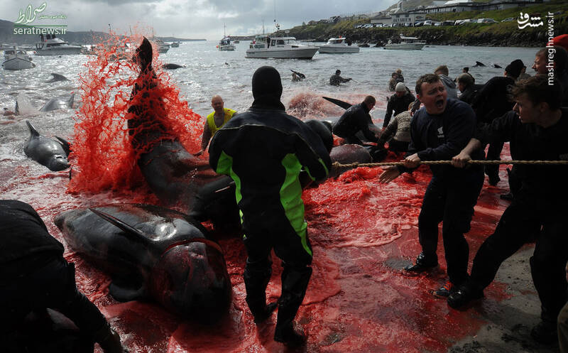 عکس/ کشتار خونین نهنگ ها در ساحل
