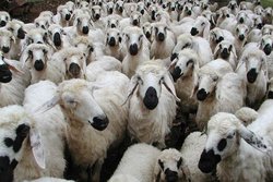 آمار گوسفندان کشور اعلام شد