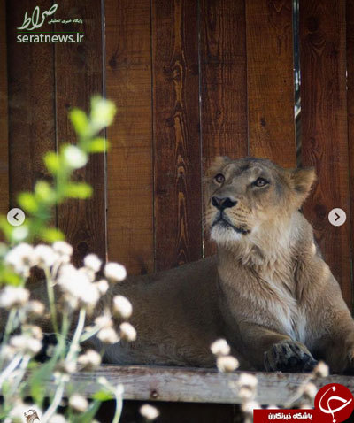 تصاویر/ شیر آسیایی در باغ‌وحش تهران
