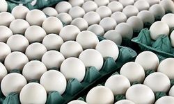 نرخ هر شانه تخم مرغ در بازار