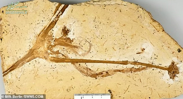 کشف فسیل یک زنبق 115 میلیون ساله+عکس