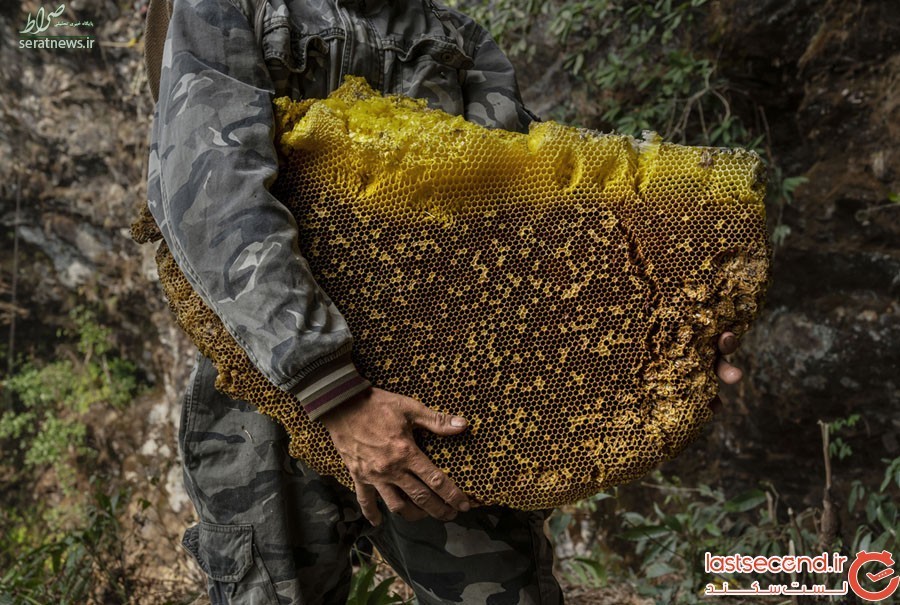 جمع‌آوری عسل با اعمال شاقه!+تصاویر
