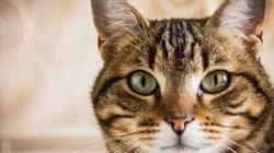 فیلم/ مسافر مترو به طرز ماهرانه‌ای دزد فراری را گیر انداخت