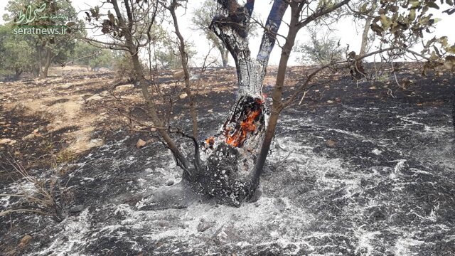 آتش سوزی بیش از ۱۰۰هکتار از جنگلهای دنا +تصاویر