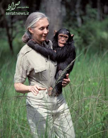 زنی که در کنار شامپانزه‌ها زندگی کرد +تصاویر