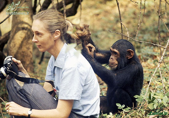 زنی که در کنار شامپانزه‌ها زندگی کرد +تصاویر