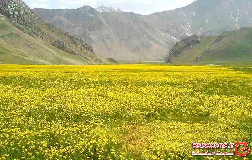 شقایق‌های منتظر در قلب پایتخت ایران! +تصاویر