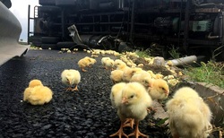 احیای وزارت بازرگانی و واردات مرغ عامل اصلی نابودی تولید داخل