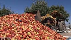 بحران سیب در راه است
