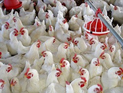 افزایش نرخ مرغ در بازار