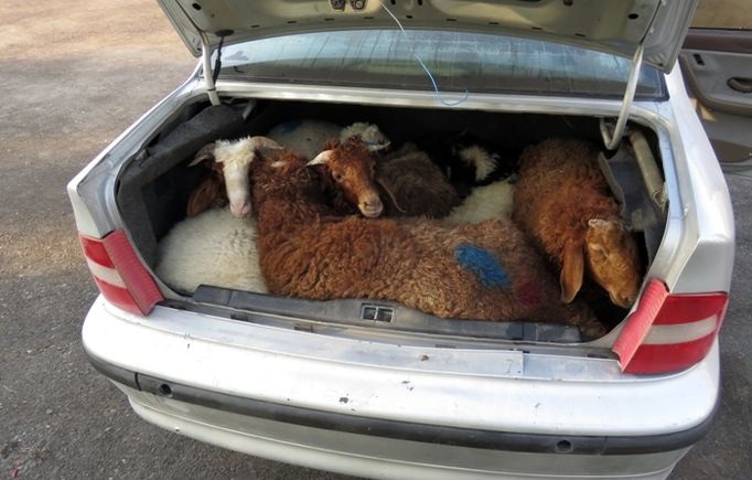 قاچاق ۱۳ راس گوسفند در داخل یک سمند+ عکس